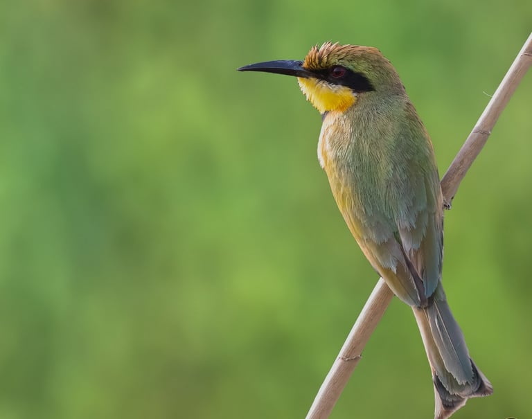Little Bee-eater | Birding Adventures Gambia
