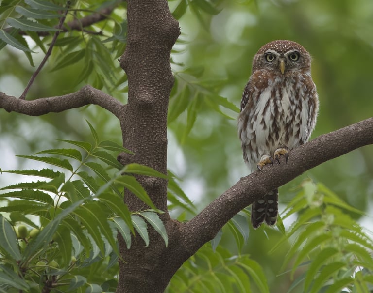 Pearl-spotted Owlet | Birding Adventures Gambia
