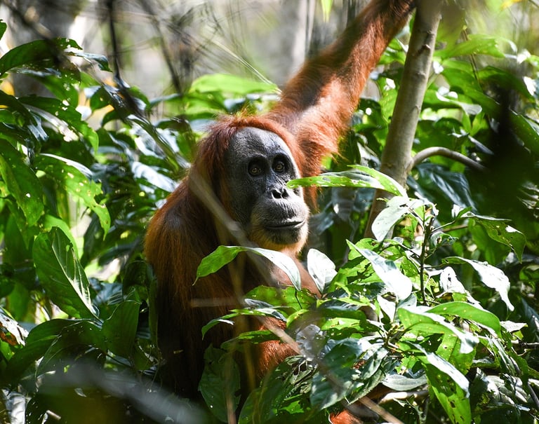 Bukit Lawang Trekking
