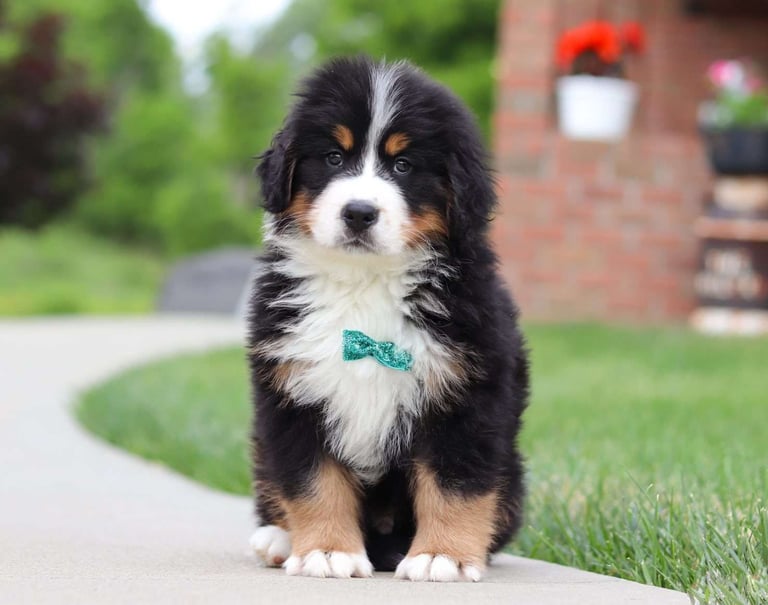 Bernese Mountain Dog Puppies for Sale