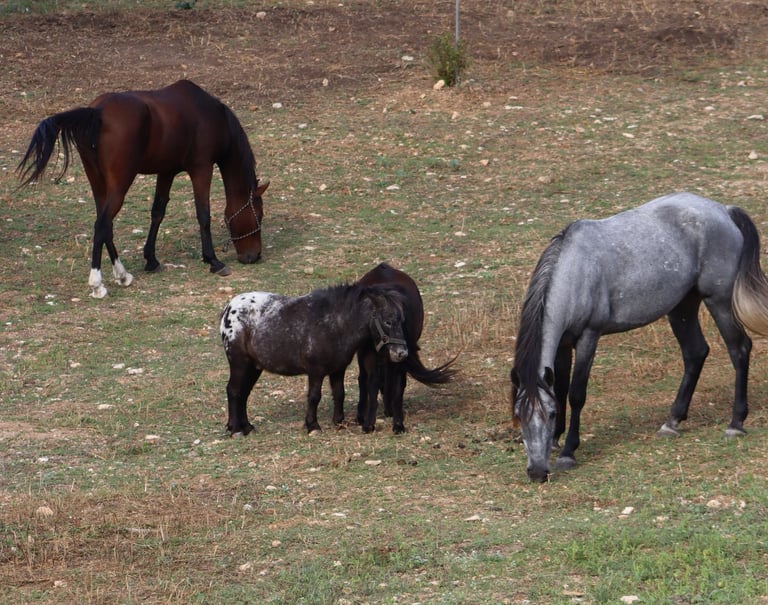 Pferdekoppel auf Mallorca Son Servera bei MoTanja