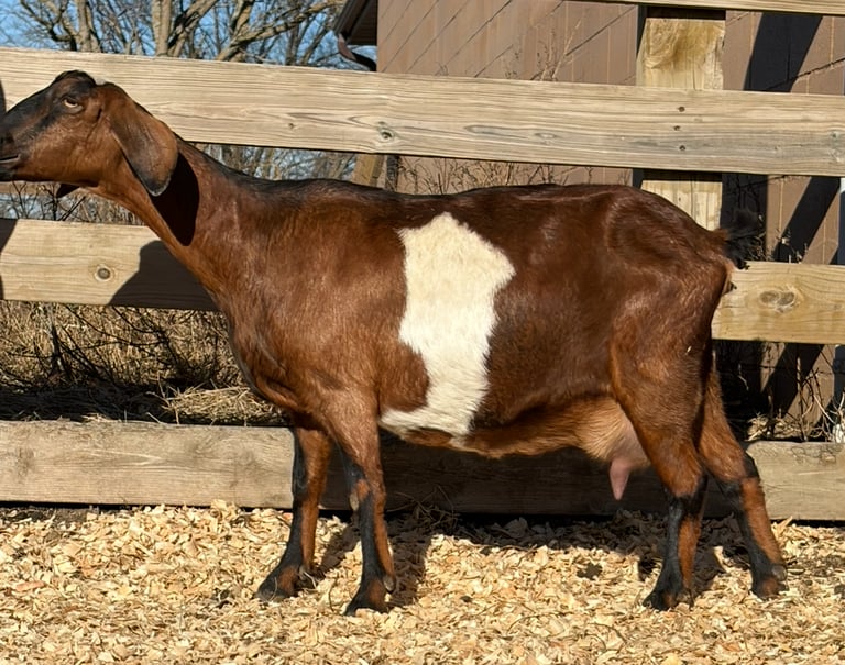 Brown goat with black nose and stripping 