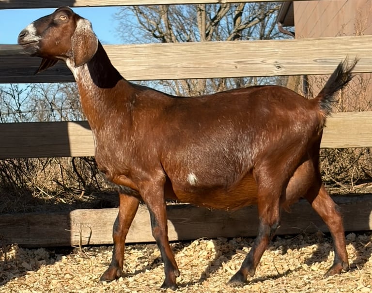 Brown goat with many white spots 