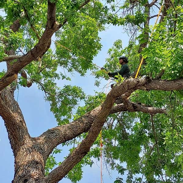 Climbing Arborist executing trimming and pruning pruning services in Grand Junction, Colorado.