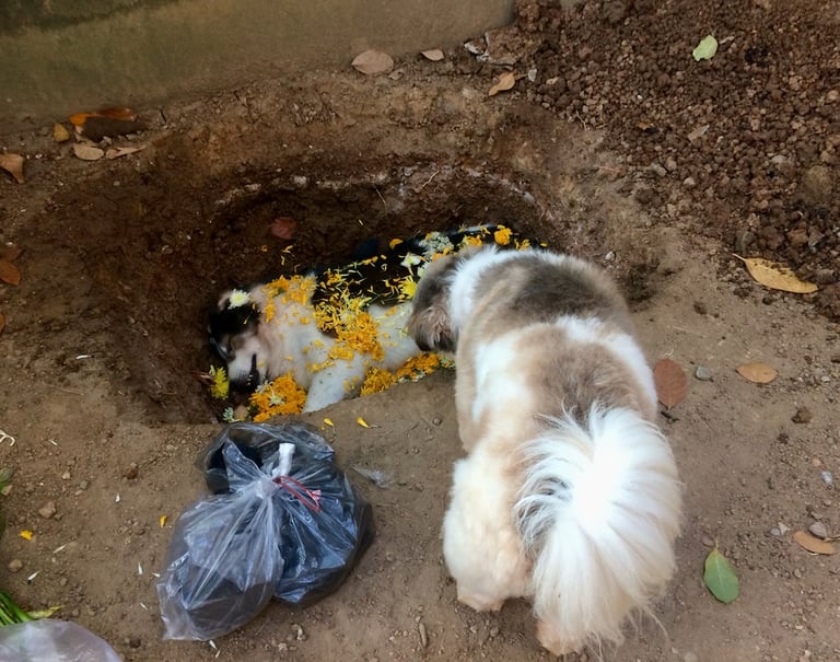 His daughter NooDee looks on as Sumo is laid peacefully to rest under a bed of petals