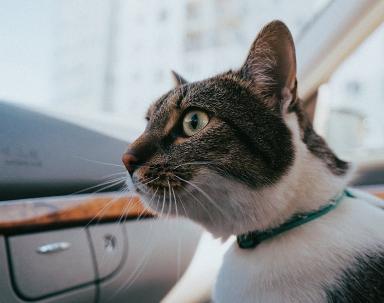 https://www.pexels.com/fr-fr/photo/animal-chat-mammifere-felin-12771411/