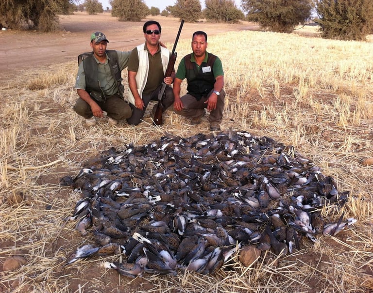 Caza de tórtolas en Marruecos con SERCAZA