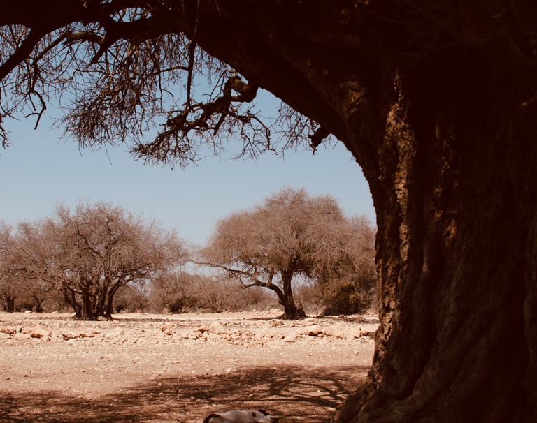 forêt d'arganiers dans la campagne marocaine