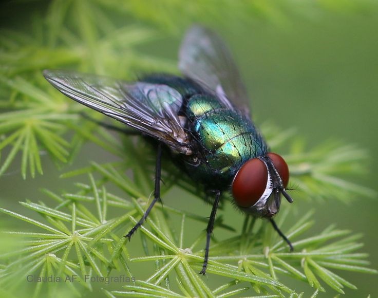moscas