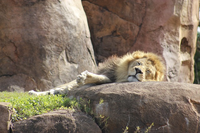 Kilimanjaro Safaris Lion, Disney's Animal Kingdom