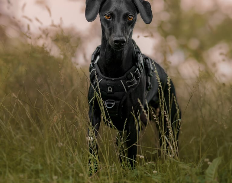 a whippet in tall grass having a pet photography session