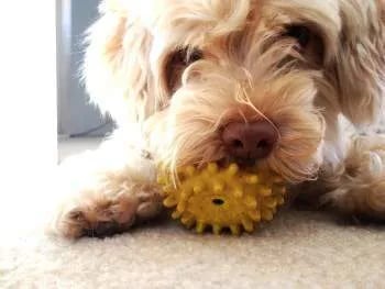 brown puppy playing with toy