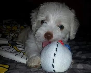 white maltipoo biting on a white toy ball