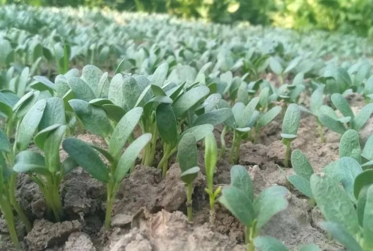a field of green plants with a few small leaves