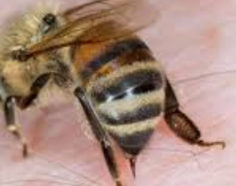 Bee Venom and Its Therapeutic Uses