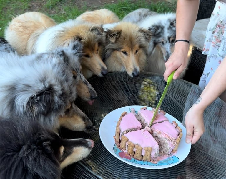 gâteau d'anniversaire pour chiens