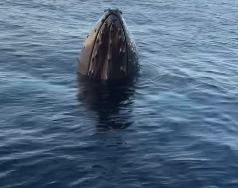 Humpback Whale in Newfoundland 