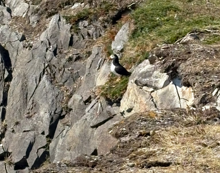Puffin in Newfoundland 