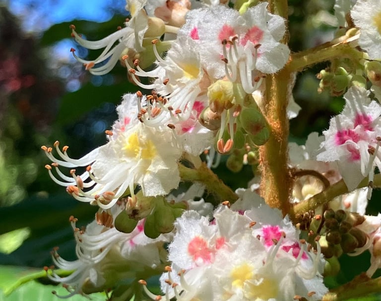 Terapia Holistica, Esencias Florales, Holistic therapy, Flower essence