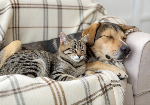 Chien et chat endormis côte à côte sur un plaid, symbole de la sérénité retrouvée grâce aux familles d’accueil