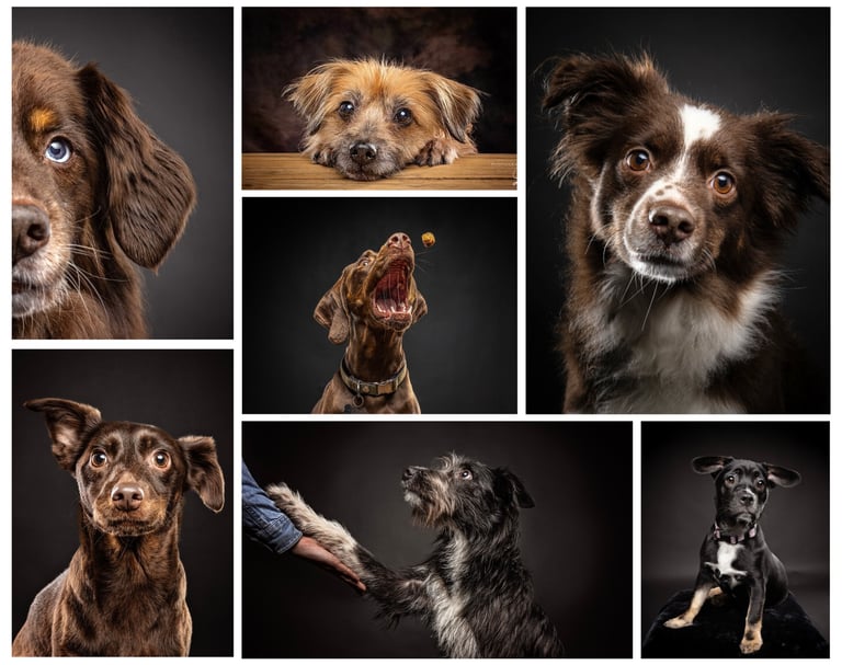 Dog photography professional photos in a collage