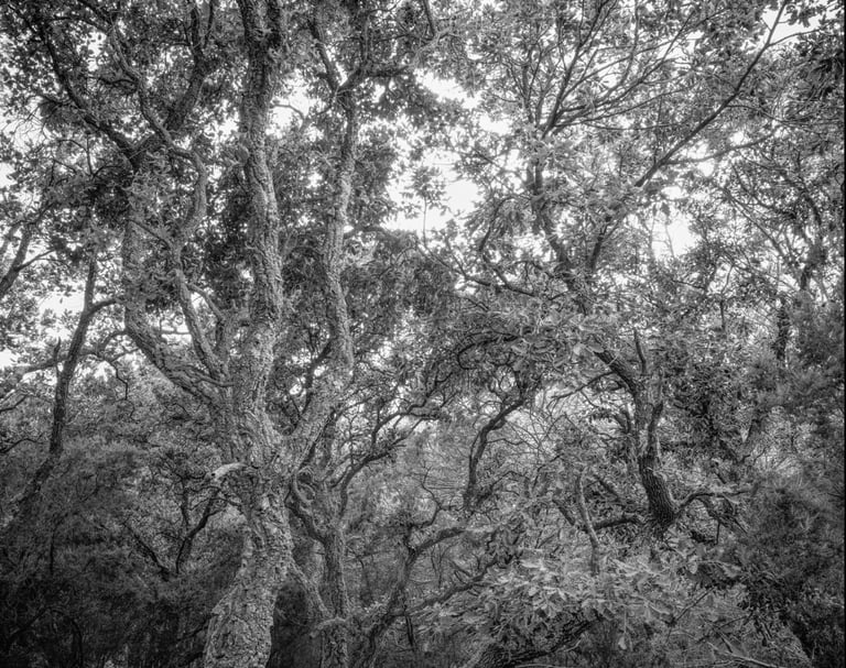 Photo noir et blanc, forêt, Pierre Thoretton