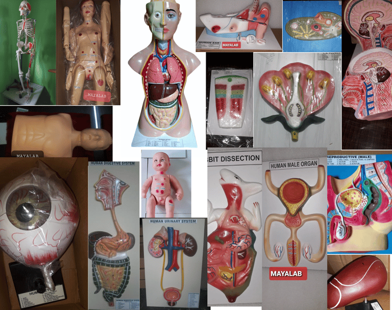 #biology-science-model