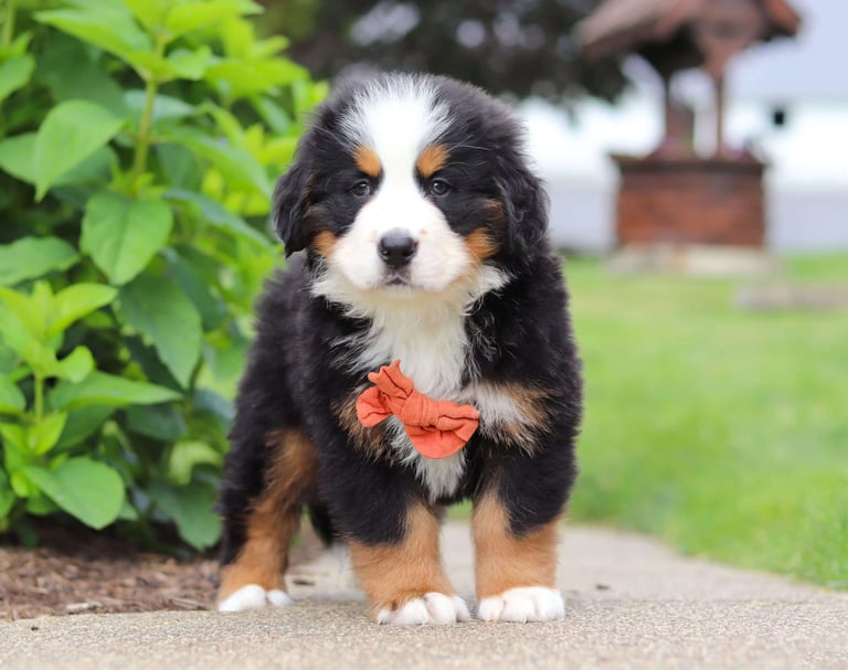 Bernese Mountain Dog Puppies for Sale