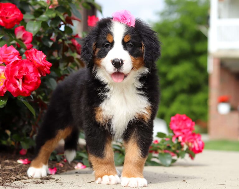 Bernese Mountain Dog Puppies for Sale