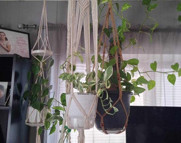Macrame plant hangers used to display trailing houseplants.