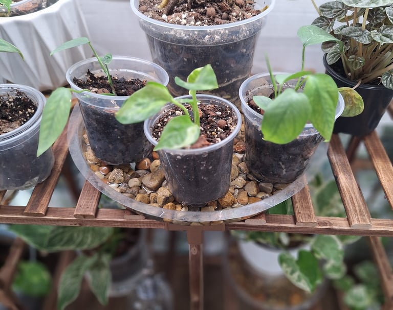 Pebble humidity tray for houseplants helping increase moisture around indoor plants