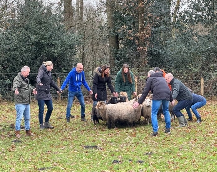 Schapendrijven tijdens een heidag