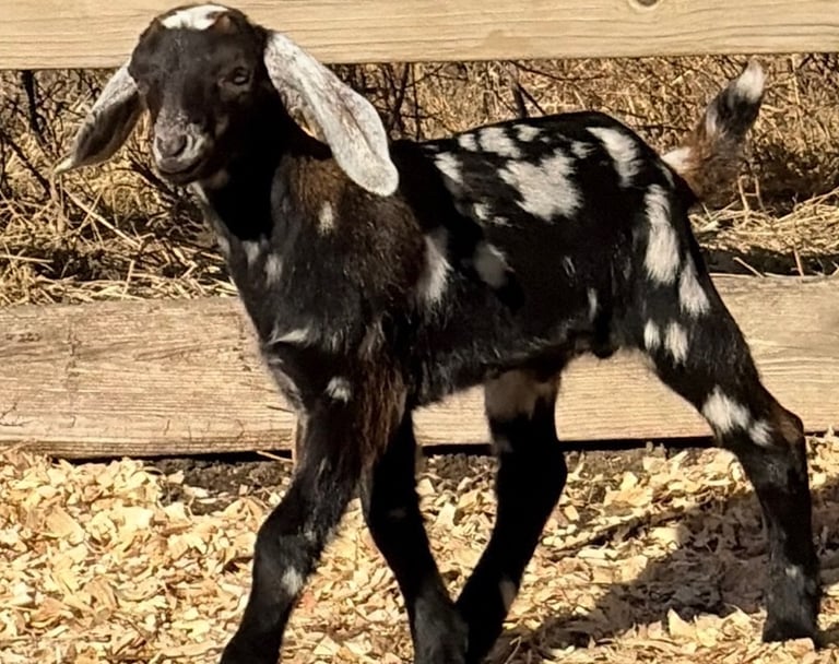 Black goat with white ears walking 
