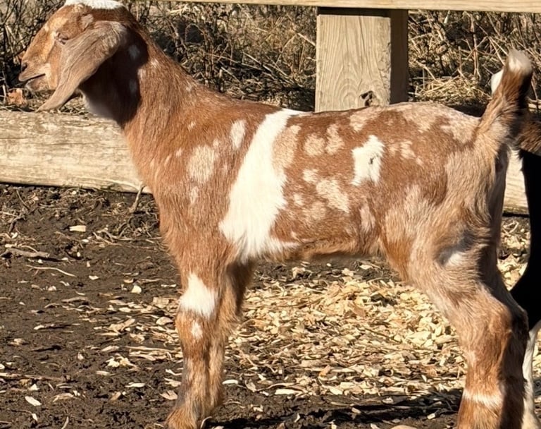 Brown goat with white spots standing near fence 