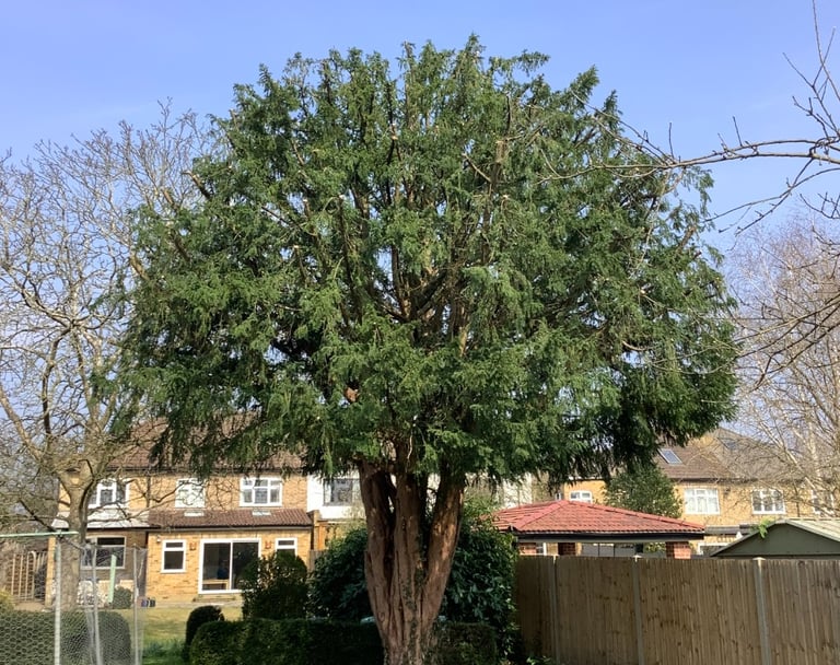 yew tree crown reduction sharp hedges