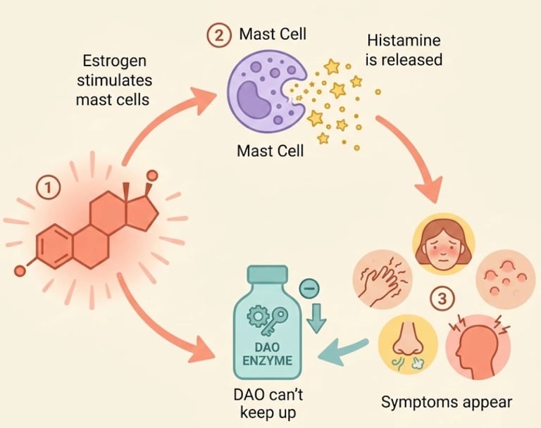 Illustrated diagram of the estrogen-histamine-mast cell cycle explaining allergic-type symptoms during perimenopause