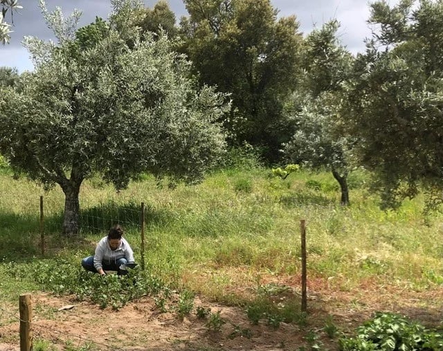vrouw in moestuin onrkuid verwijderen