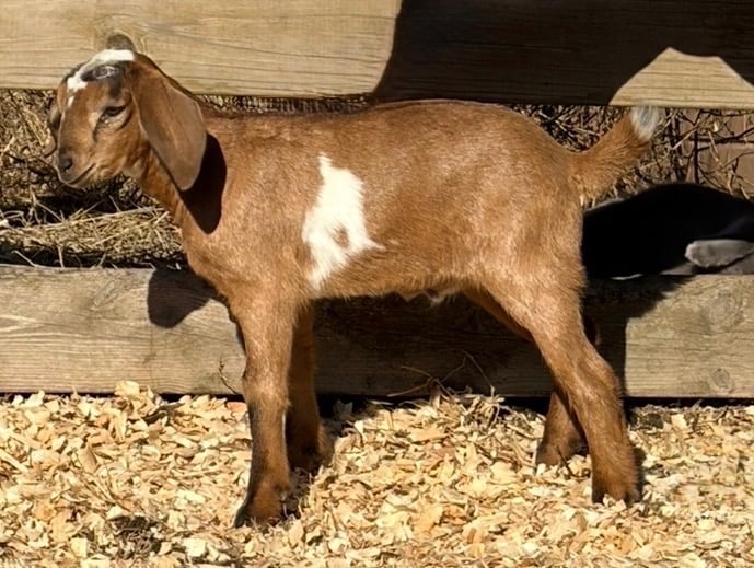 Brown goat with white spot standing next to a wooden fence 