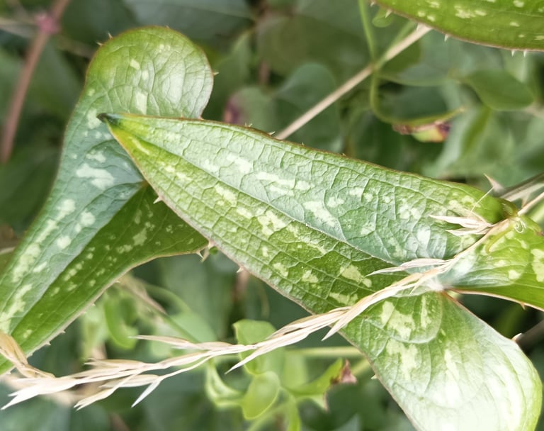 Smilax leaves