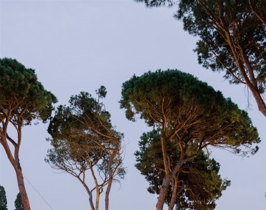 Villa El Rincon exterior with tall pine trees illuminated at dusk