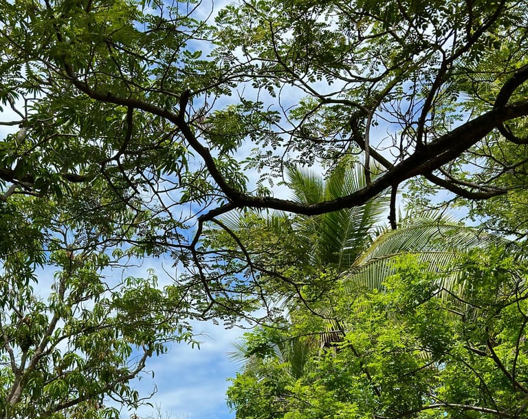 trees at plaza mango verde
