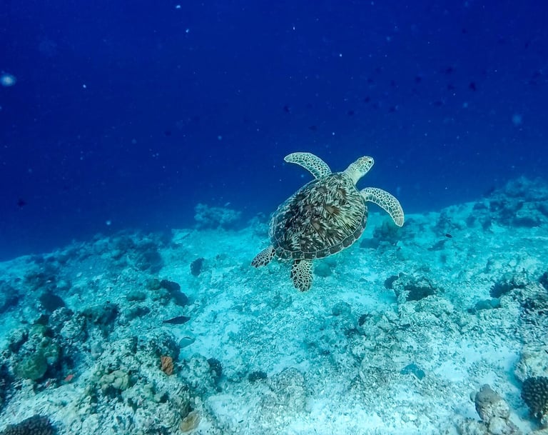 Hurawalhi Maldives house reef snorkelling
