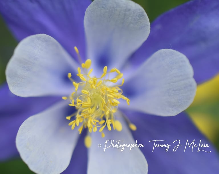 Colorado's Columbine's Close-Up by Tammy J McLain