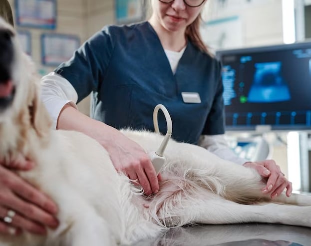 Curso práctico de ecografía veterinaria con interpretación de imágenes reales en pequeños animales.