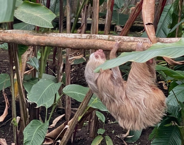 Faultier Sanctuary Monteverde Costa Rica