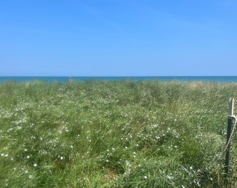 Scenic meadow overlooking Lake Michigan with lush greenery, wildflowers, and a clear blue lake under a bright sky.