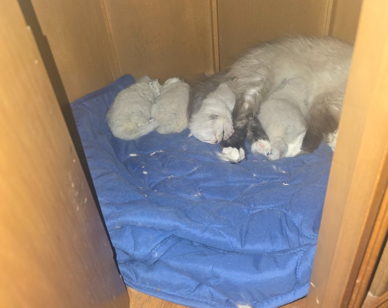 Seal Color Point Hypoallergenic Russian Siberian Forest Cat and kittens