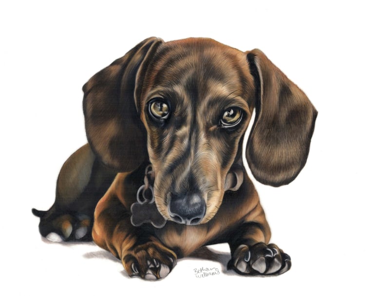 Sausage dog lying down