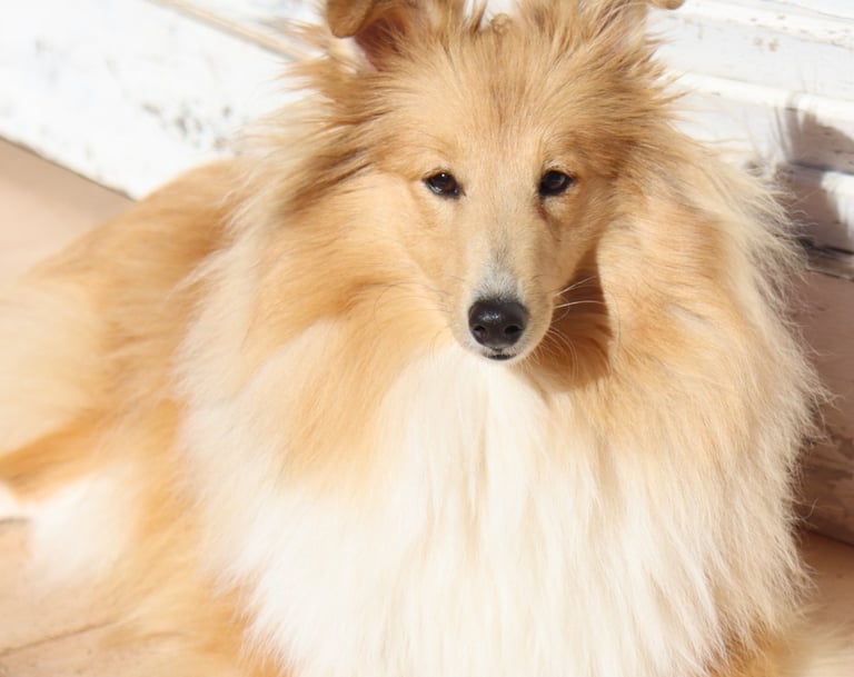 Pastor de las islas de shetland, Maravryan shelties, Shelties de Maravryan, Shetland sheepdog