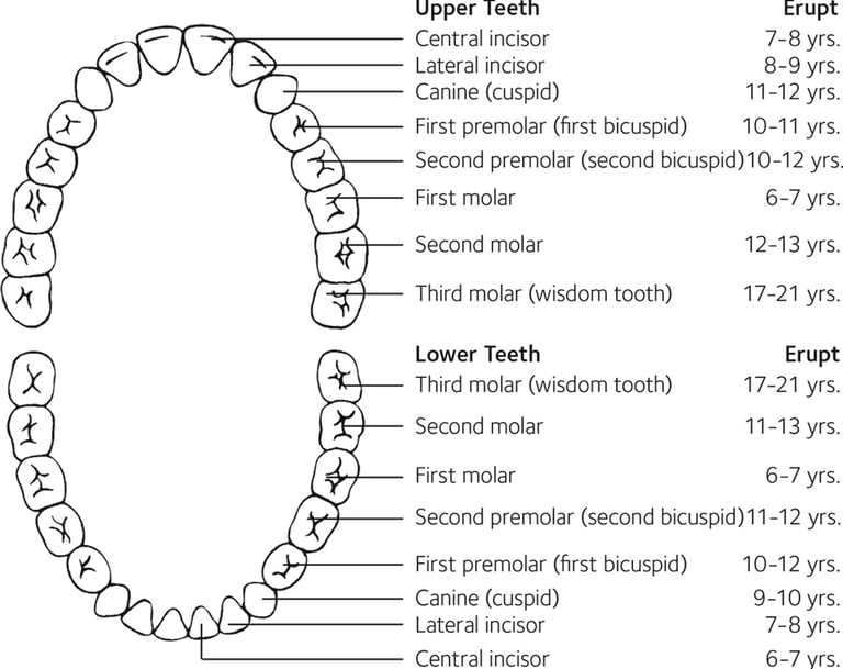 a image showing permanent teeth eruption chart